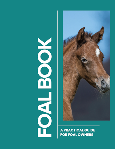 Foal Book cover 400